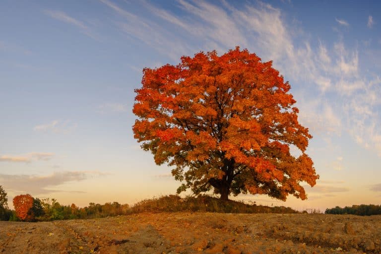 Lonely tree in autumn colors in a plowed field, What Are The Best Maple Trees For Shade?