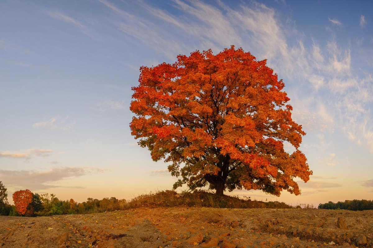 Lonely tree in autumn colors in a plowed field, What Are The Best Maple Trees For Shade?