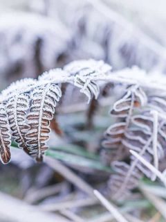 Macro closeup of frost ice crystals on brown fern branch leaves plant in morning snow, How To Properly Overwinter Ferns [Inc. Potted]