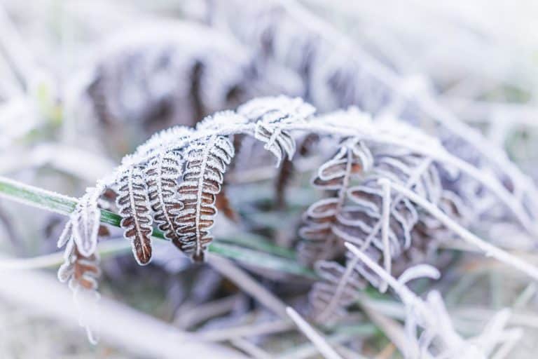 Macro closeup of frost ice crystals on brown fern branch leaves plant in morning snow, How To Properly Overwinter Ferns [Inc. Potted]