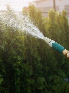 Man spraying arborvitae plants in the garden, How Much Water Do Arborvitae Need? [With Regards To Its Life Stage]