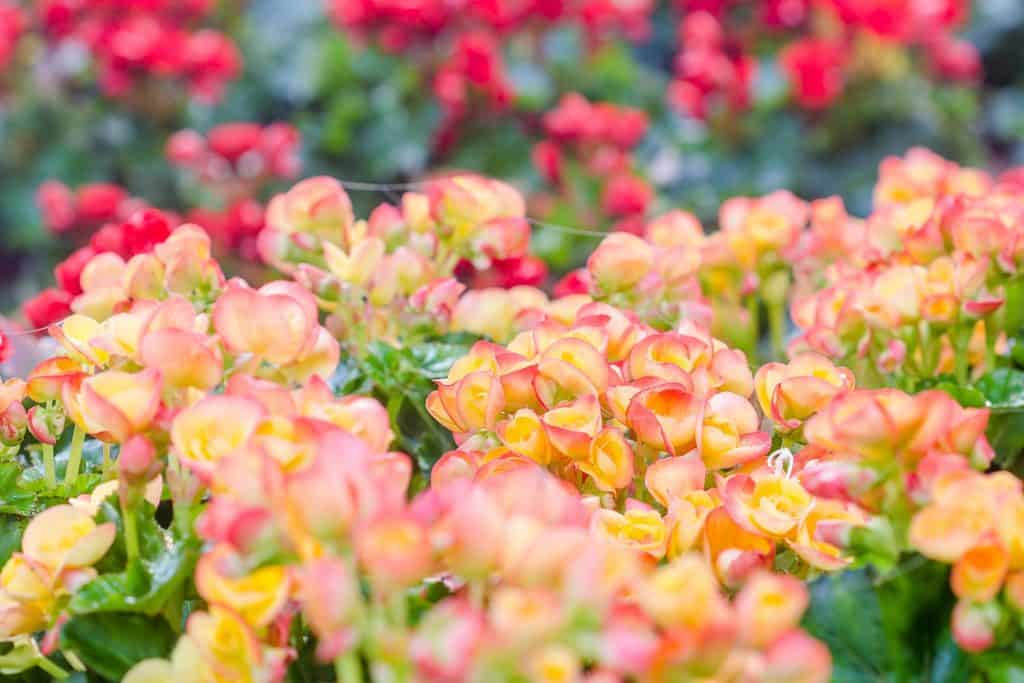 Numerous bright flowers of tuberous begonias