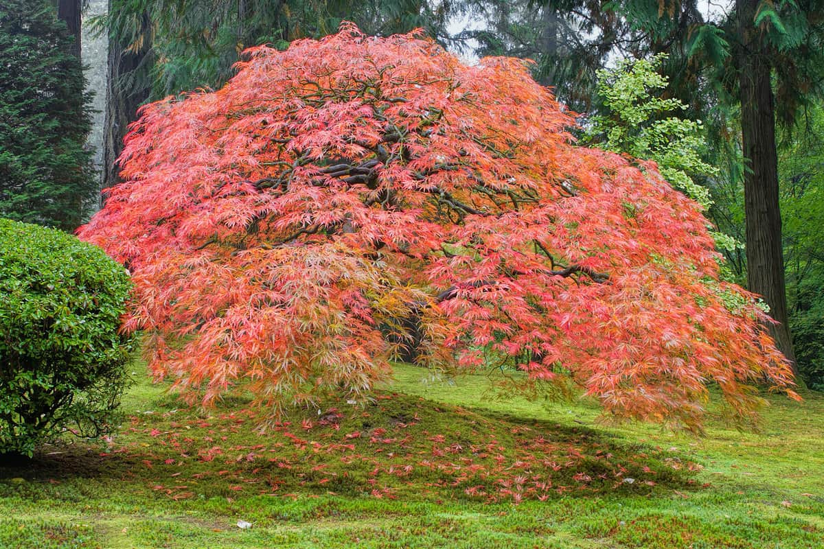 Old Japanese Maple Tree in Autumn, Best Fertilizers For Maple Trees - 4 Different Types To Consider