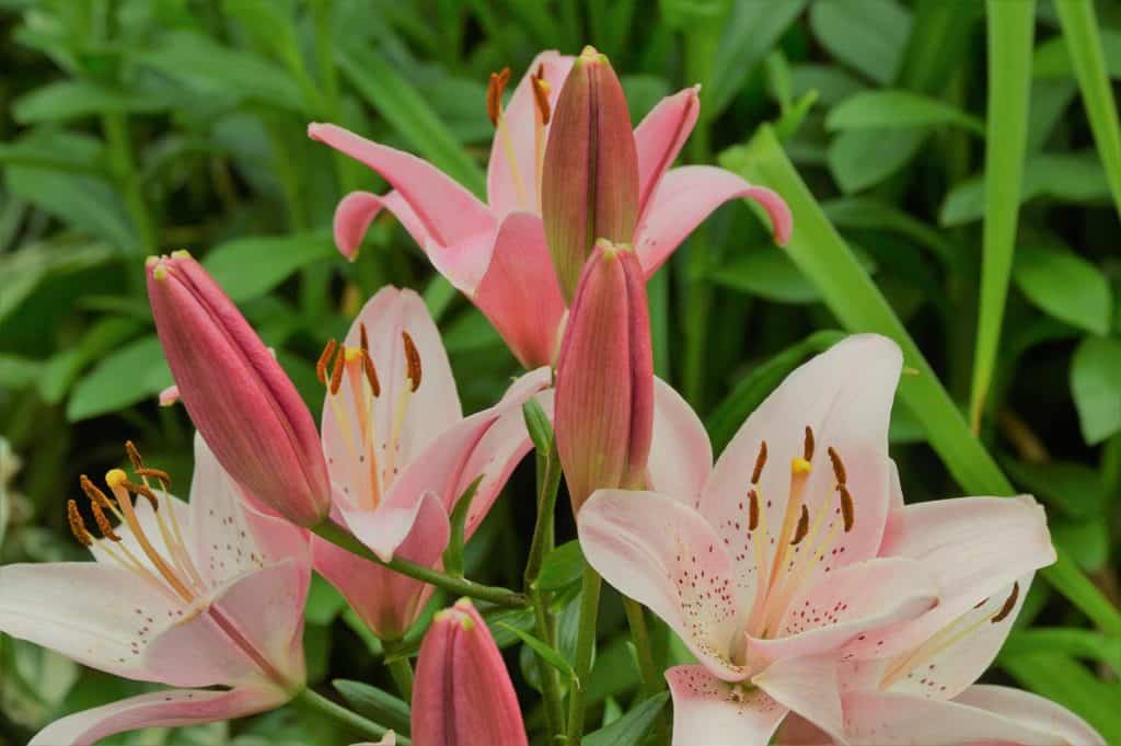 Asiatic Lily on the garden