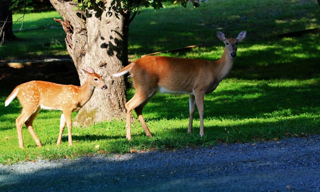 Photographed the lovely Doe and Fawn in Fauquier County, Virginia.
