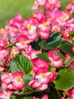 Pink begonias in bloom, 7 Best Fertilizers For Begonias