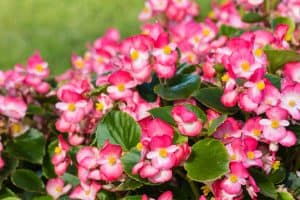 Read more about the article 7 Best Fertilizers For Begonias