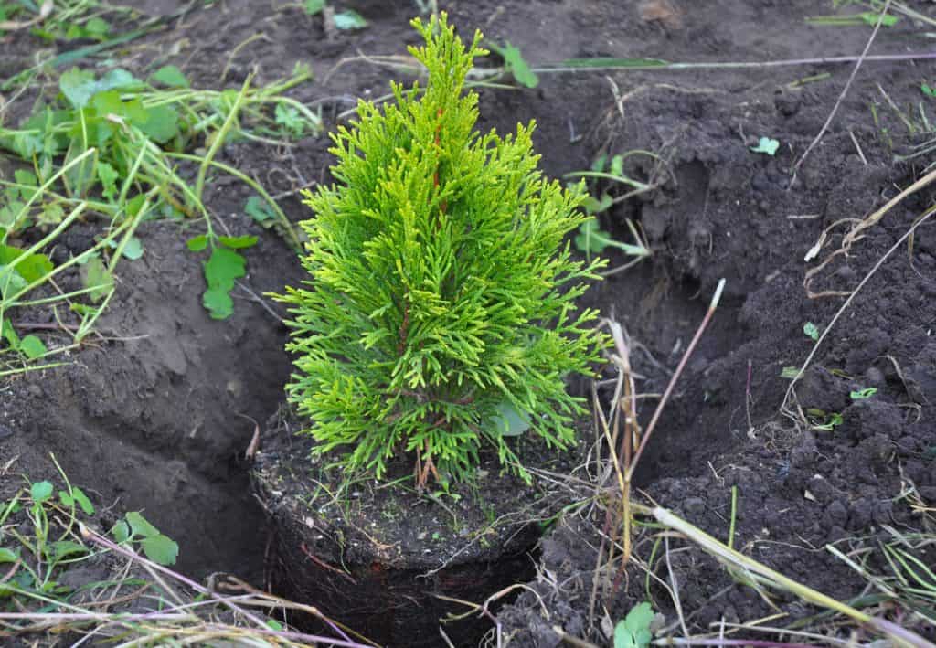 Planting Cypress, Thuja with Roots (Thuja Occidentalis Golden Brabant)