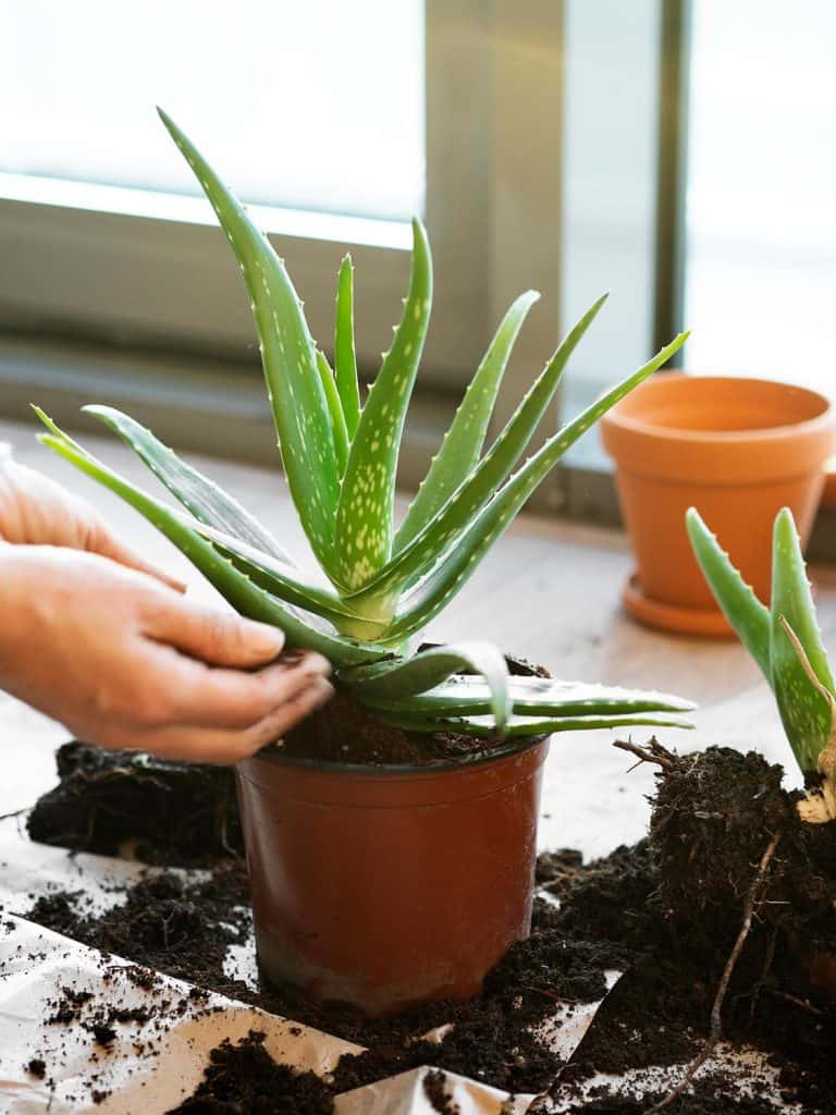 20 Best Fertilizers For Aloe Vera   Garden Tabs