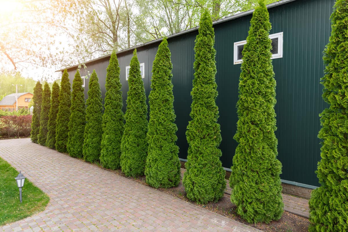 Row of tall evergreen thuja occidentalis trees green hedge fence along path at countryside cottage backyard. Landscaping design, topiary and maintenace 