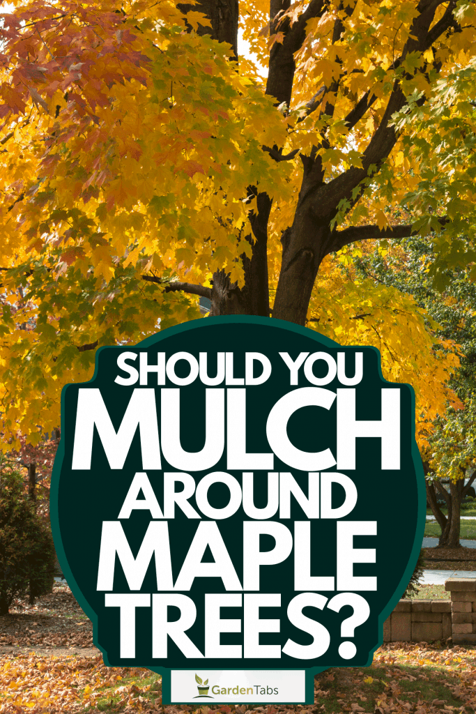 A maple tree on the side of the road, Should You Mulch Around Maple Trees?