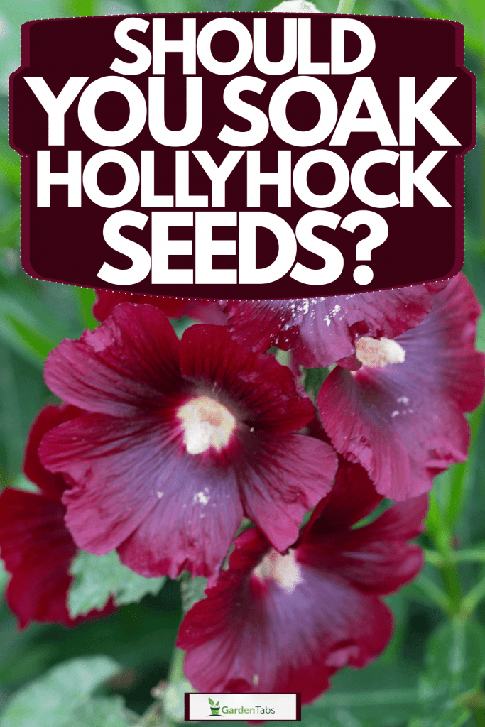 A dark colored hollyhock flower blooming on the garden, Should You Soak Hollyhock Seeds?