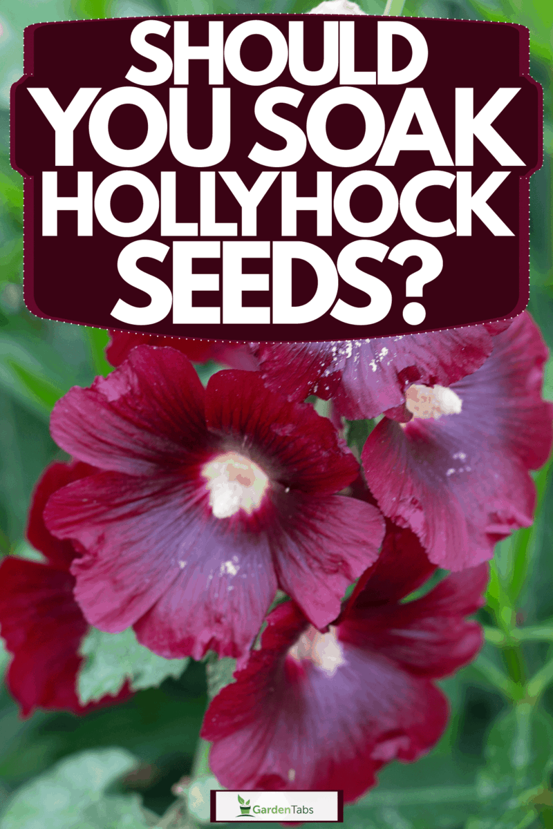 Should You Soak Hollyhock Seeds?