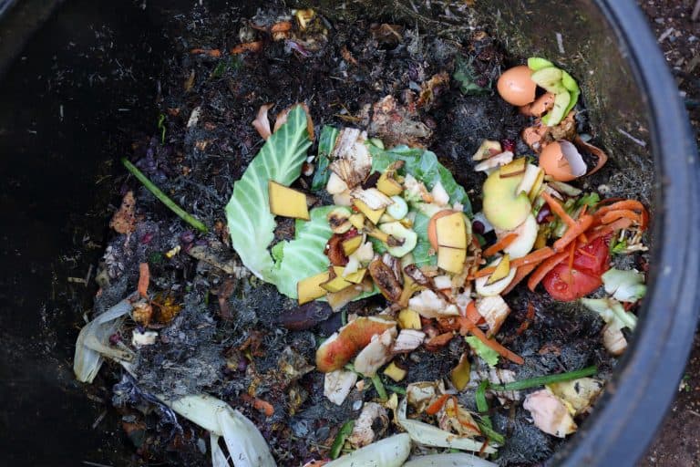 Shredded vegetable and other elements inside a small compost bin, How To Compost In Florida [A Complete Guide]