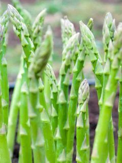 Small asparagus in a small box planter in the garden, When To Transplant Asparagus [7 Steps To Follow!]