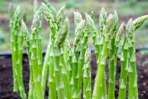 Read more about the article When To Transplant Asparagus [7 Steps To Follow!]