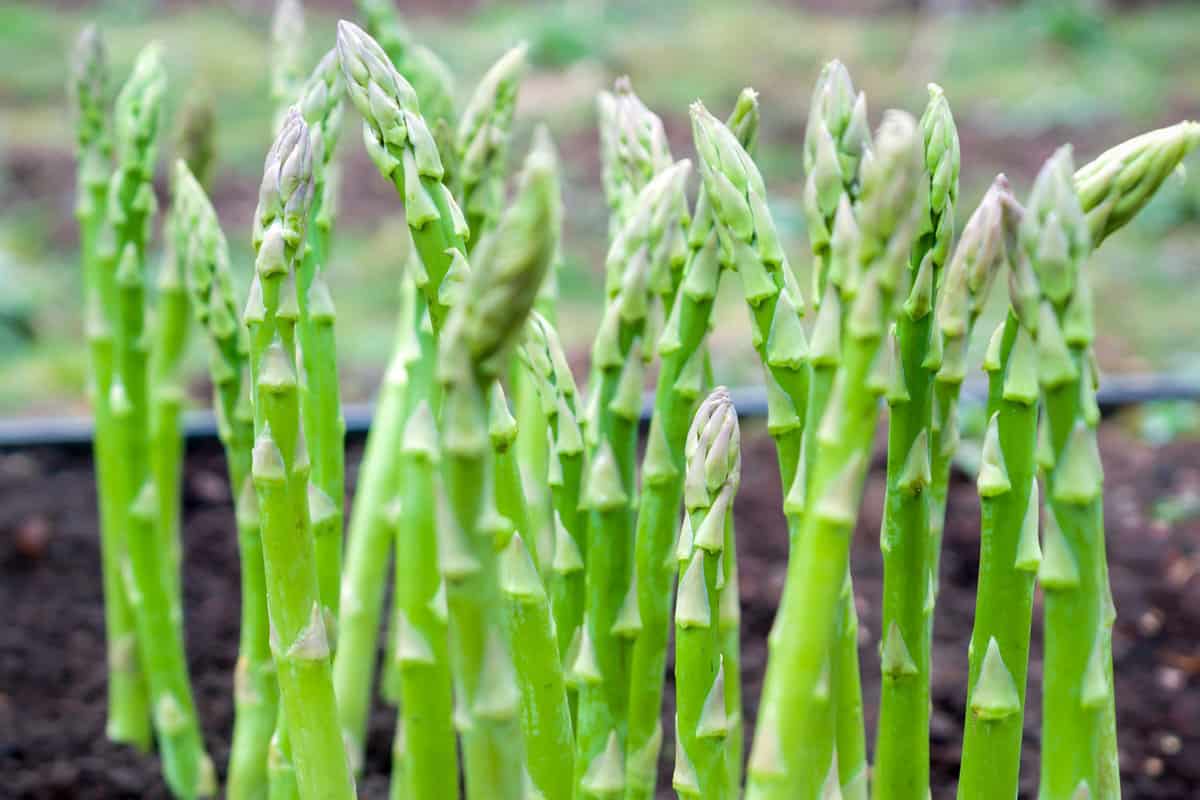 Small asparagus in a small box planter in the garden, When To Transplant Asparagus [7 Steps To Follow!]