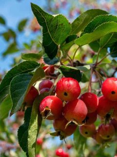Small crabapples in the tree, How Long Does A Crabapple Tree Live? [By Crabapple Variety]