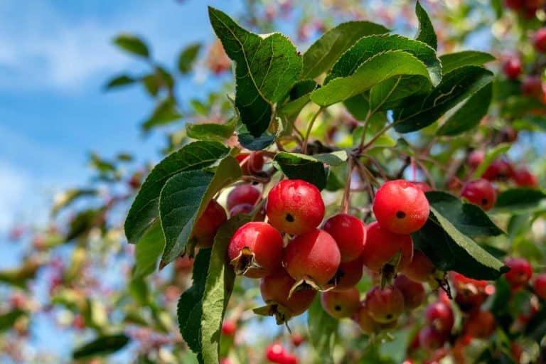 Small crabapples in the tree, How Long Does A Crabapple Tree Live? [By Crabapple Variety]