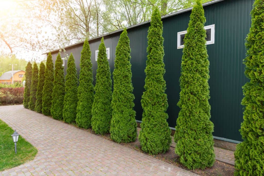 Small sized arborvitae trees planted in proportion with the green house