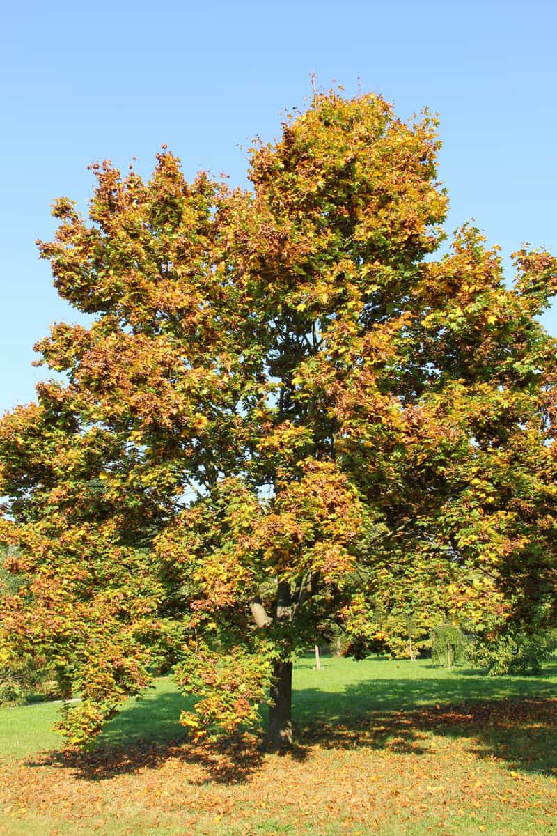 Spitz-Ahornbaum, Acer platanoides Emerald Queen