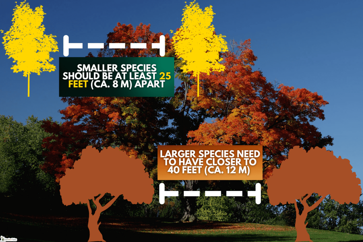 Sugar maple, How Far Apart To Plant Maple Trees - By Type Of Maple
