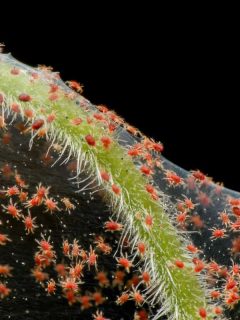 Super macro photo of group of Red Spider Mite infestation on vegetable, Are Red Spider Mites Harmful To Humans?