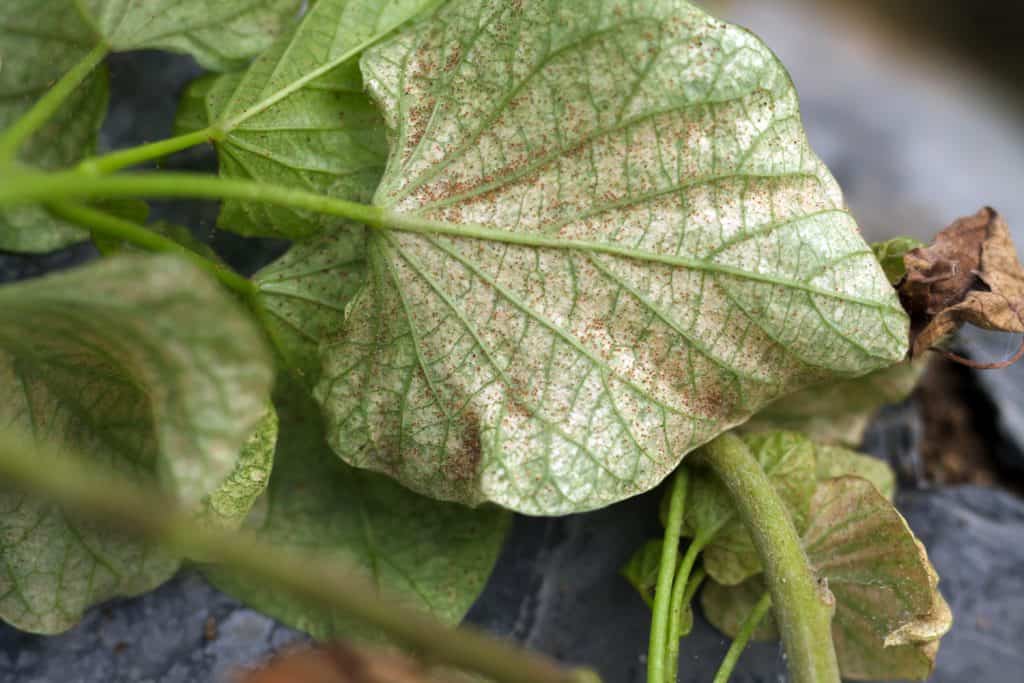 Sweet potato plant infected of red spider mite