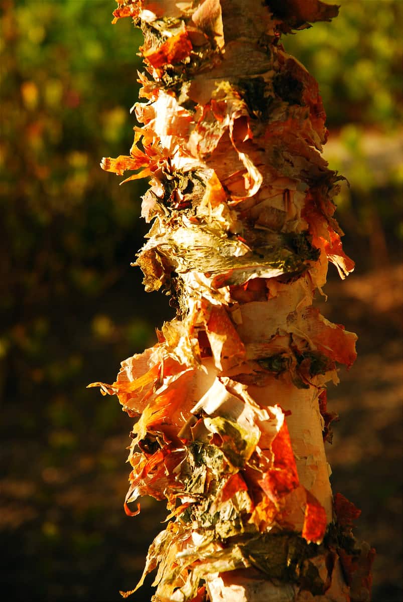 The Paperbark Maple gets its name from its bark that peels off in paper thin flakes
