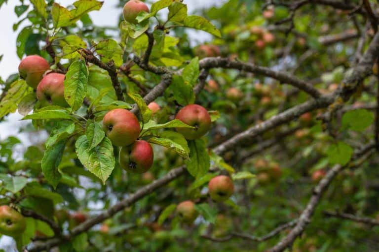 View of some red apples on a European crabapple tree, How To Save A Dying Crabapple Tree - Action Steps To Take!
