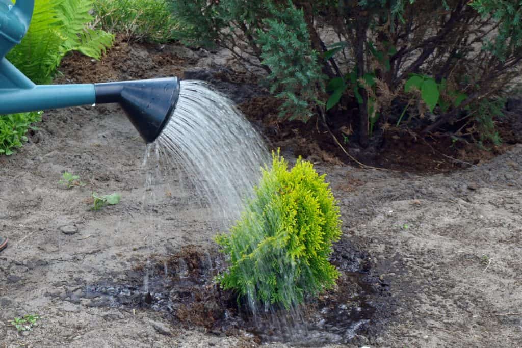 Watering young thuja plant by watering can