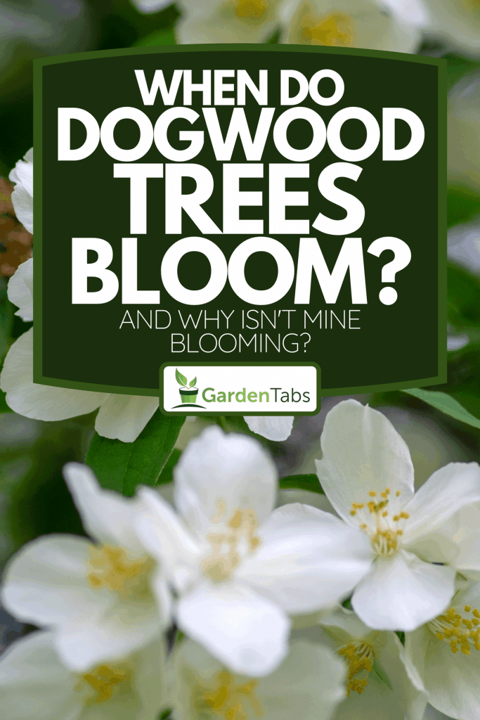 A flowering English dogwood wild ornamental plan, When Do Dogwood Trees Bloom? [And Why Isn't Mine Blooming?]