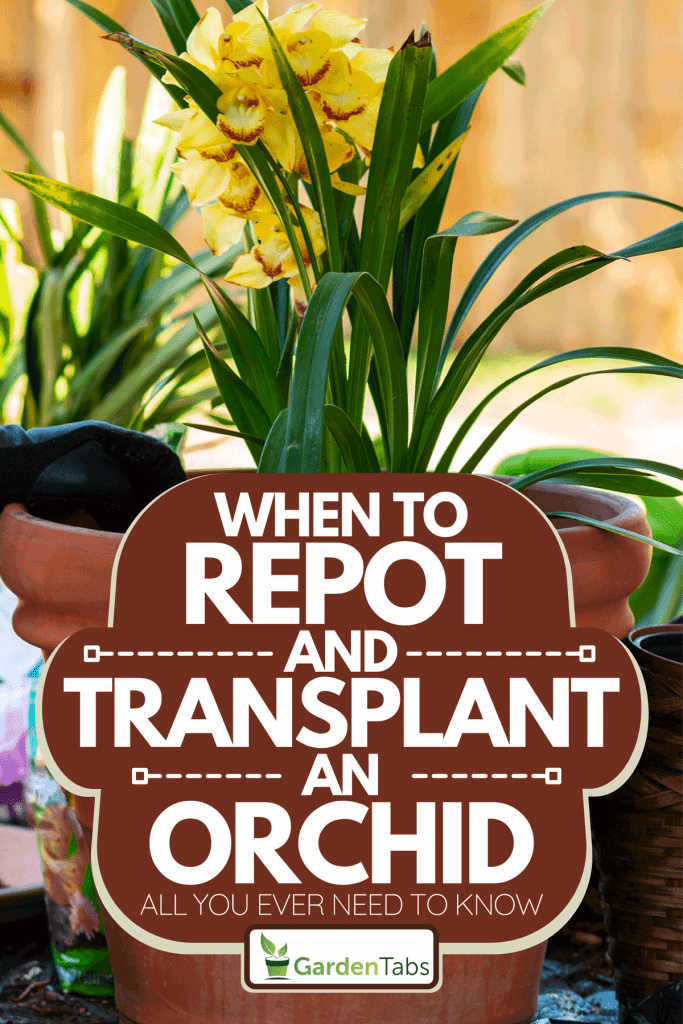 A gardener potting of Orchids, When To Repot And Transplant An Orchid [All You Ever Need To Know]