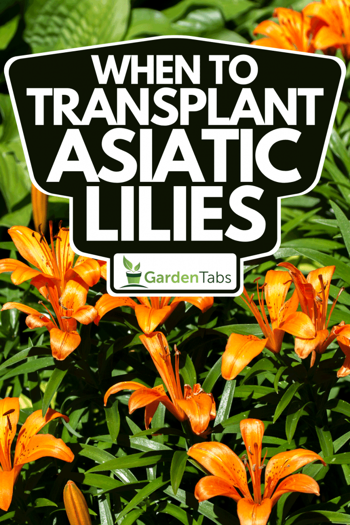 A bright orange Asiatic Lilies in an outdoor garden, When To Transplant Asiatic Lilies