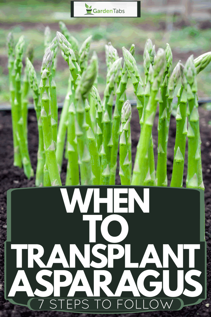 When To Transplant Asparagus [7 Steps To Follow!]