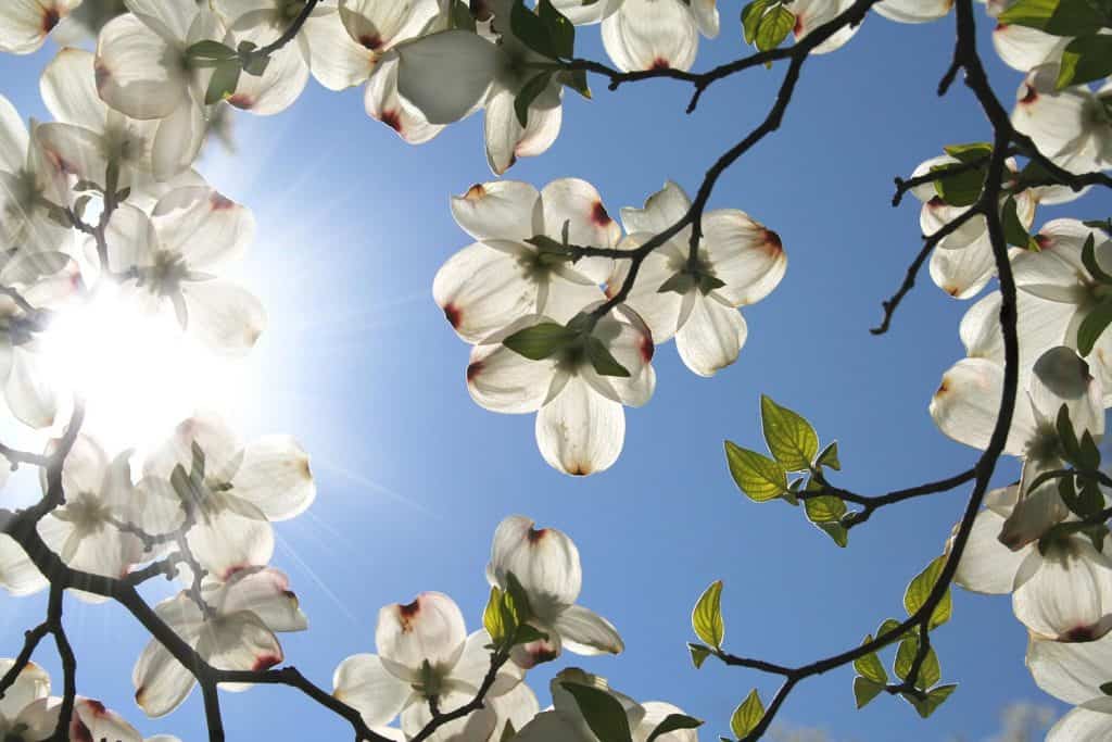 White dogwood blooms