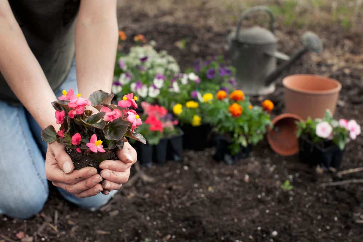 Woman gardening and holding Begonia flowers in her hands
