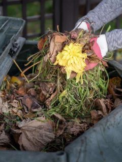 Woman throwing garden waste into compost bin, Does Compost Keep Weeds Down?