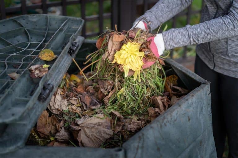 Woman throwing garden waste into compost bin, Does Compost Keep Weeds Down?