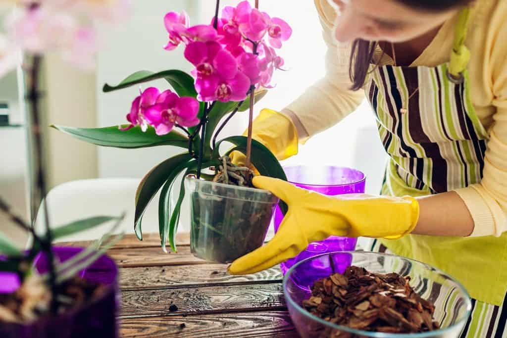 Woman transplanting orchid into another pot on kitchen