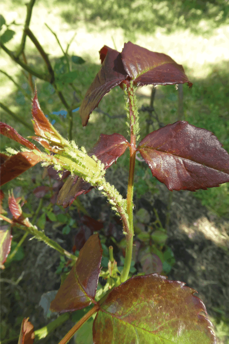 Young rose growth overgrown with green aphids
