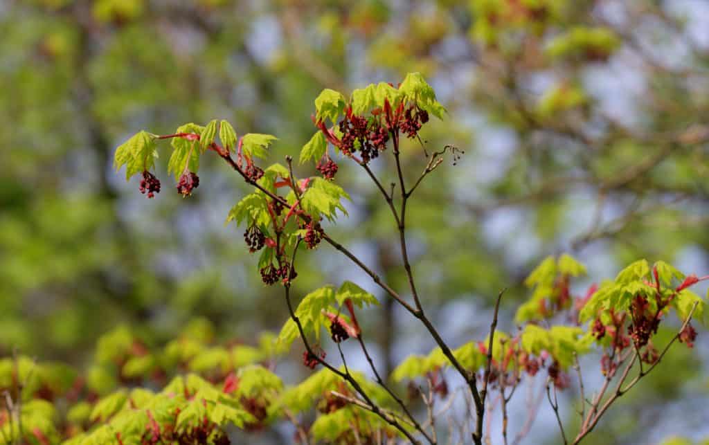branches of a blossoming maple in the spring (Acer pseudosieboldianum)