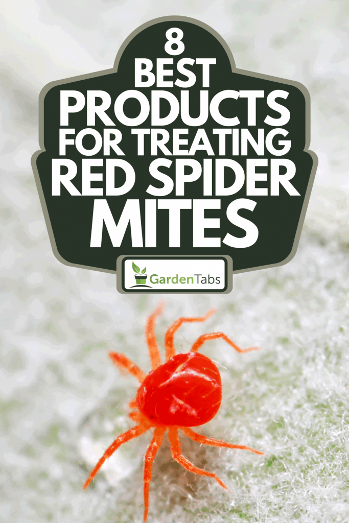 A red mite on plant in the wild, 8 Best Products For Treating Red Spider Mites
