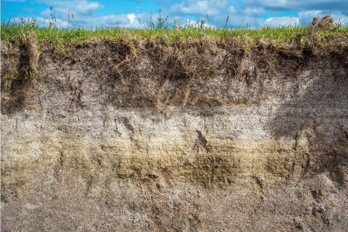 A cross section of a sandy soil loam, with grass growing on the top.