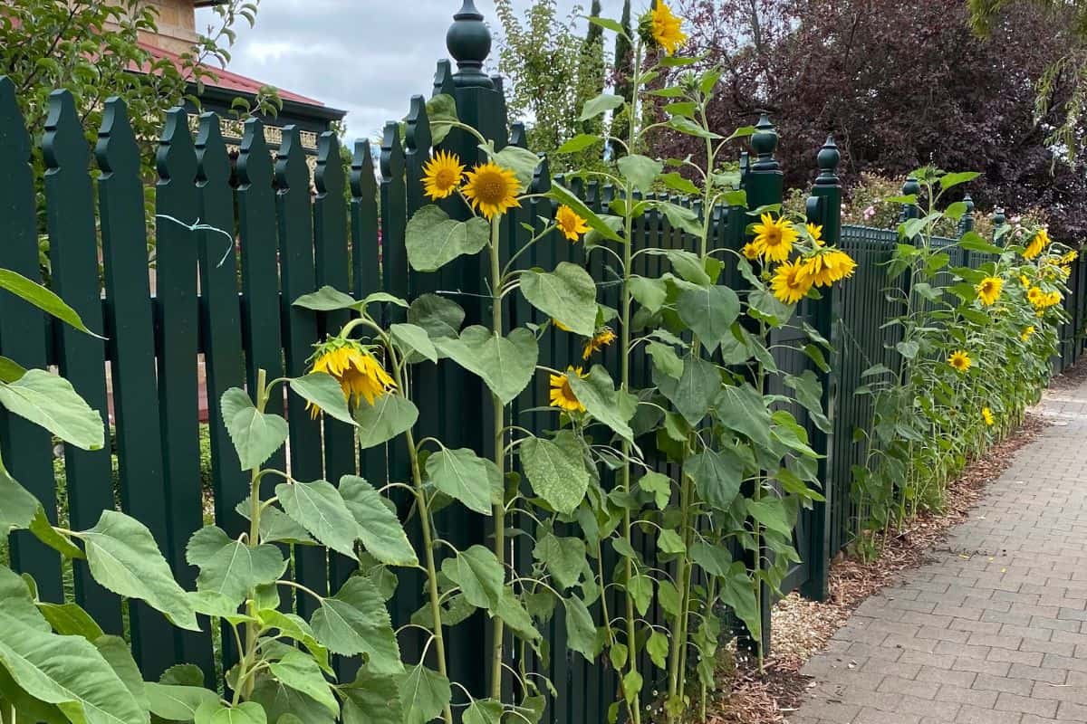  A row of sunflowers in bloom with picket fence.