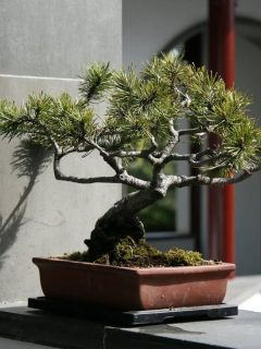 A small gorgeous bonsai tree in a small rectangular grey pot, My Ikea Bonsai Tree Is Dying - What To Do?