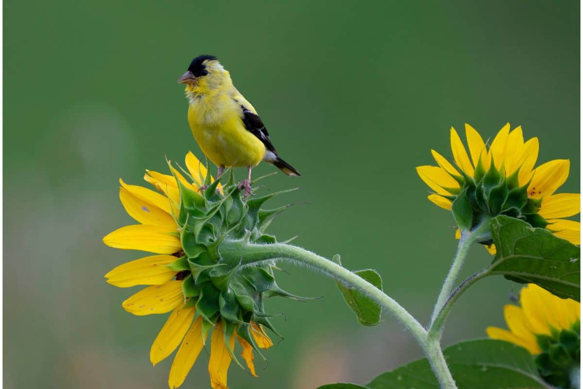 American Golden Finch on Sunflower