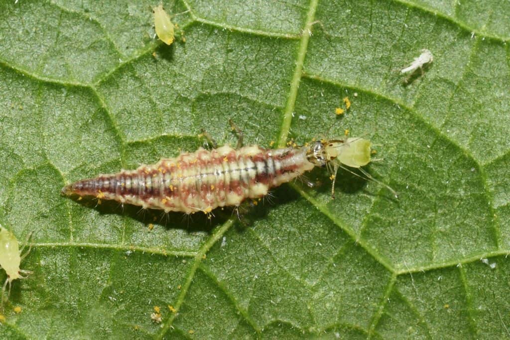 An up close photo of a lacewing larvae on the leaf