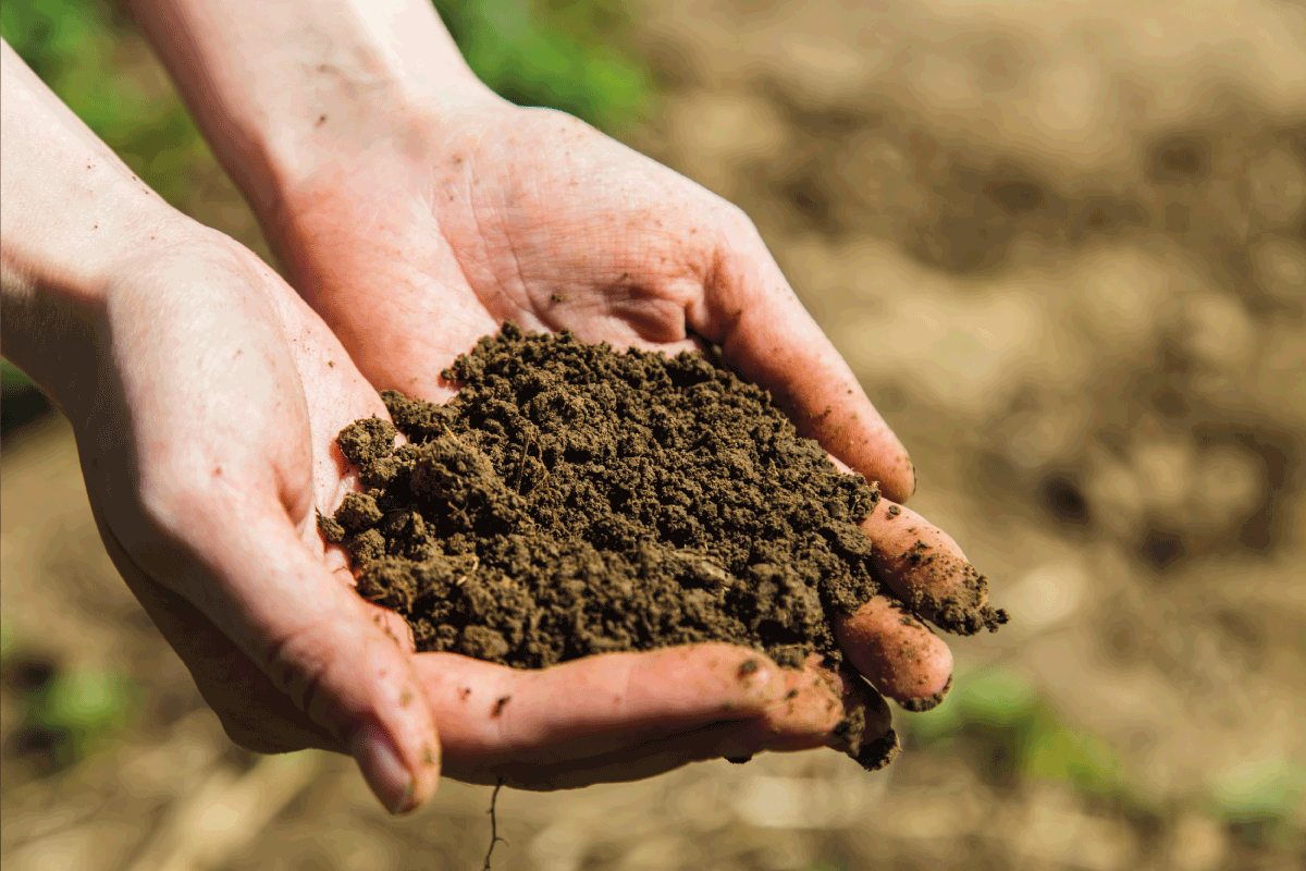Black soil in woman hands, sunny day. How Much Compost Do You Add To Sandy Soil