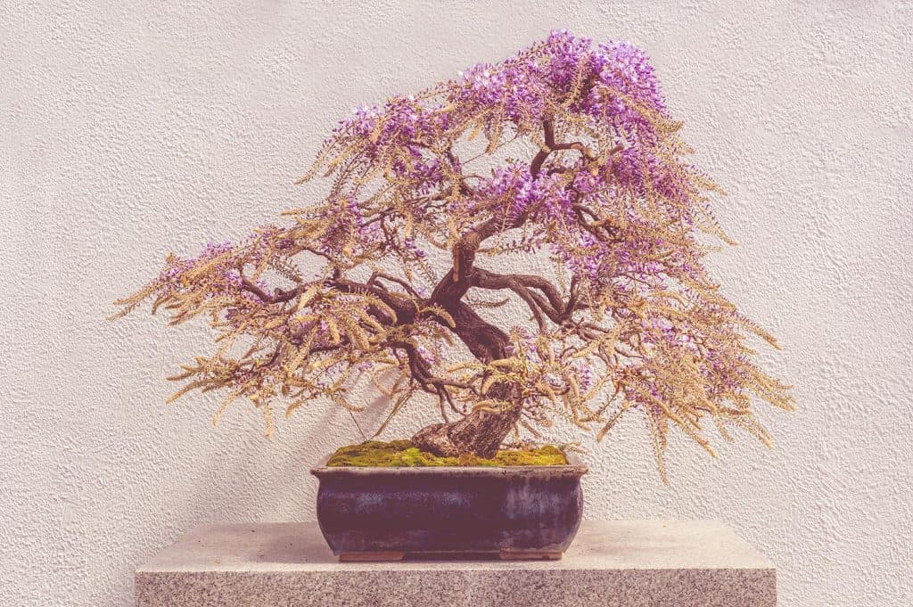 Blooming Japanese wisteria bonsai
